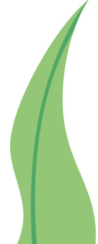 绿色清新植物海藻素材