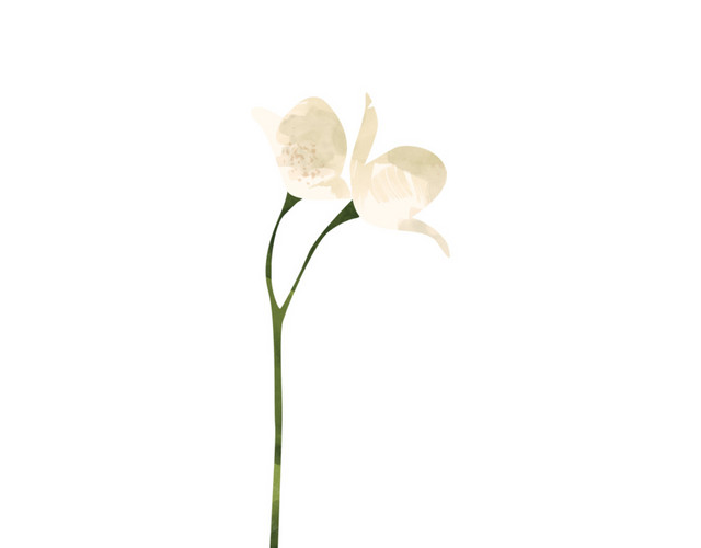 一束山茶花