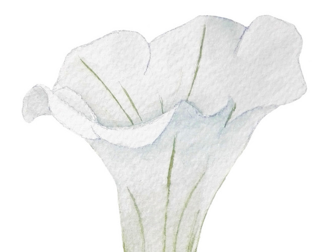 手绘牵牛花