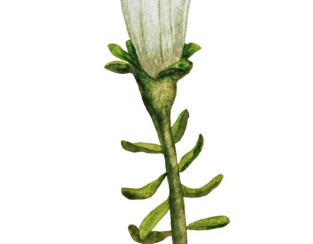 手绘牵牛花