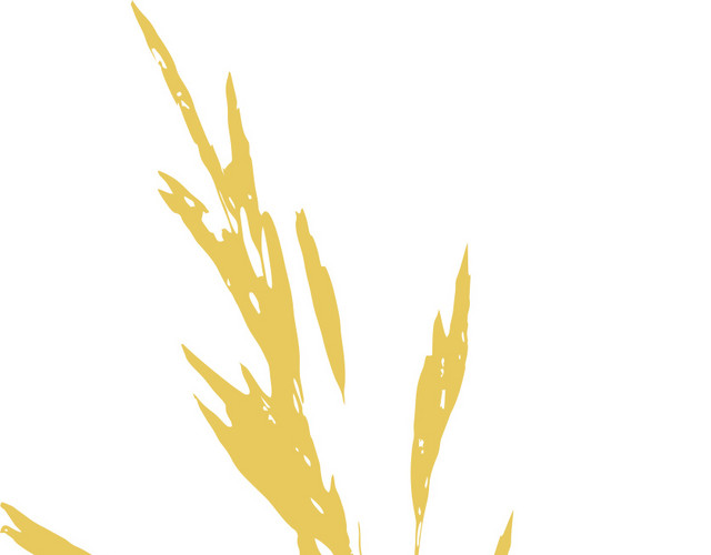 黄色芦苇