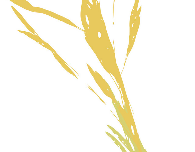 黄色芦苇
