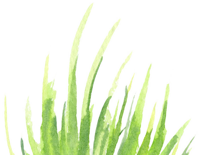 草丛