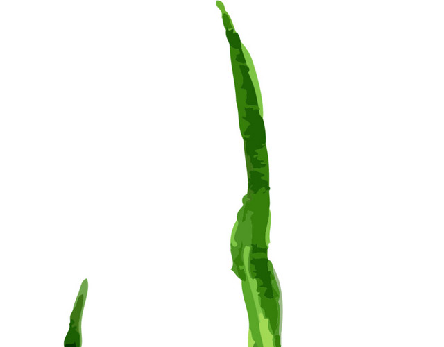 葱