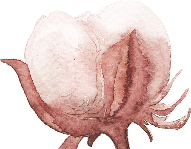 棉花