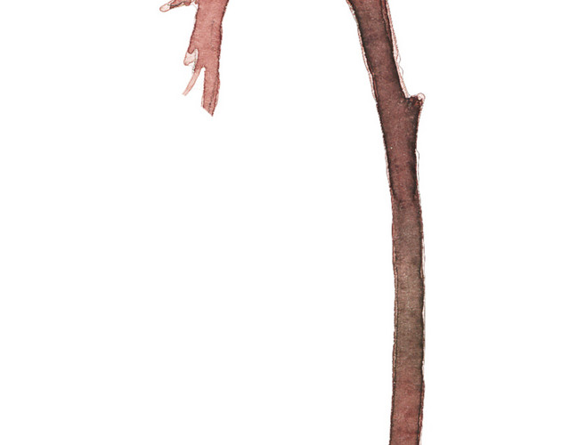 棉花