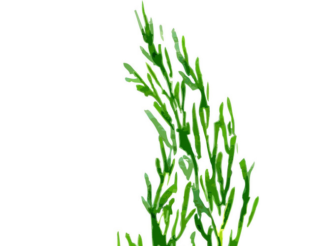 香菜