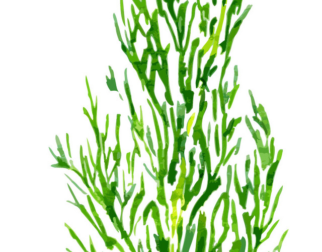 香菜