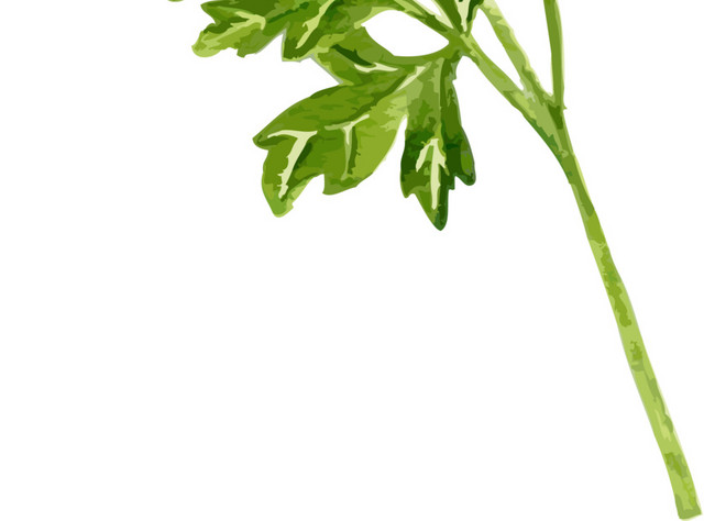 芹菜