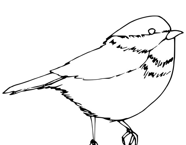 简笔画动物黑色小鸟素材