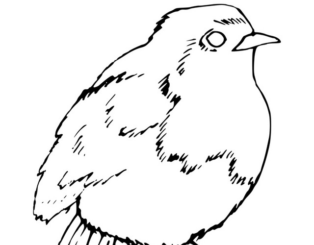 黑色素描简笔画动物小鸟素材