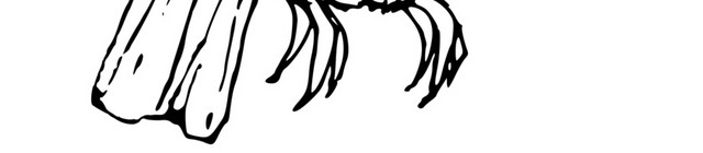 黑色素描简笔画动物小鸟素材