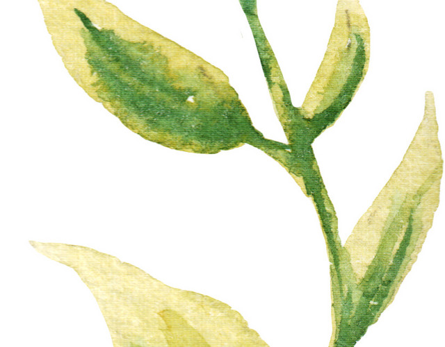 植被绿色叶子树苗素材