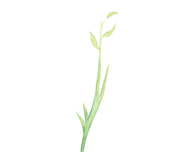 绿色树条植物素材