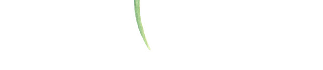 绿色树条植物素材