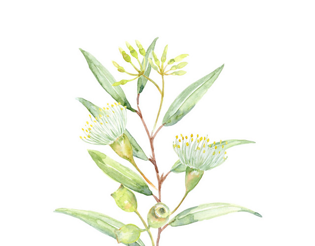 花苞花骨朵绿色叶子植物素材