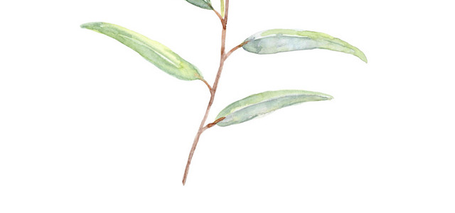 花苞花骨朵绿色叶子植物素材