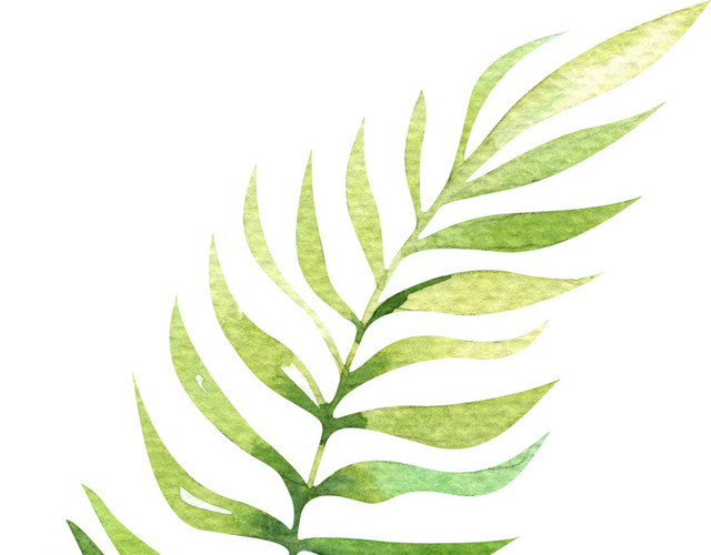 植物叶片免扣素材