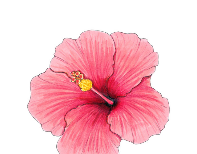 粉嫩小花素材