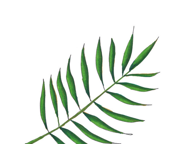 绿色植物叶子矢量图