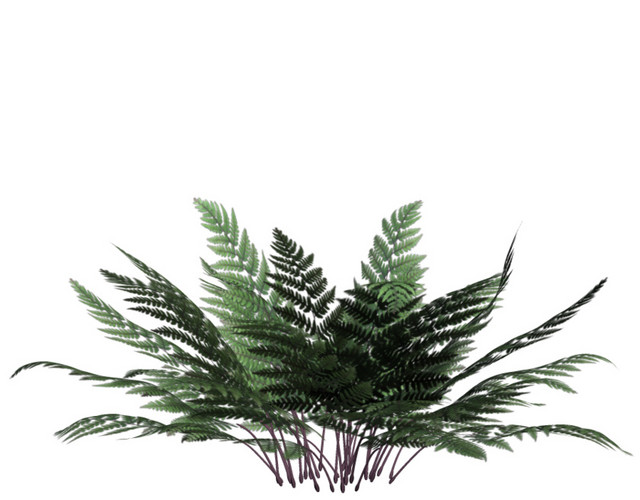热带植物矢量图