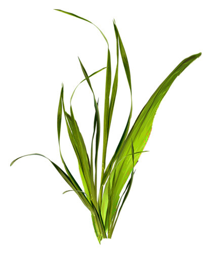 矢量野草素材