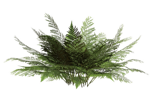 热带植物叶子素材