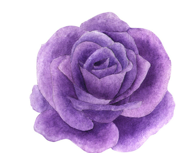 紫色玫瑰花素材