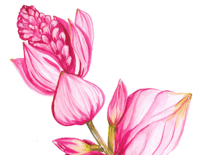 粉色盛开鲜花素材