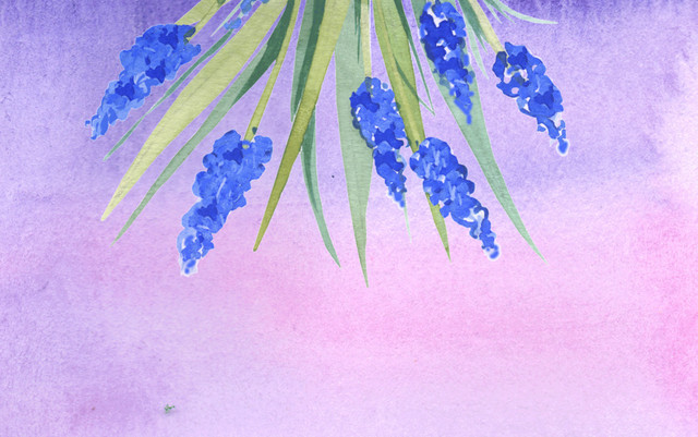 紫色风信子素材