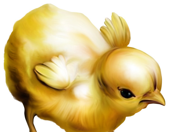 刚出生的小鸡