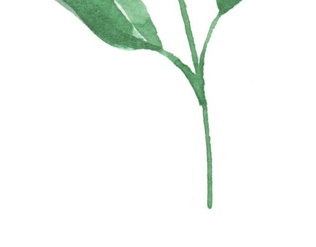 彩绘小清新三叶草免抠素材