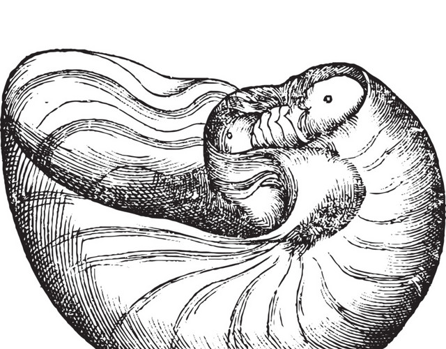 铅笔绘画素描素材