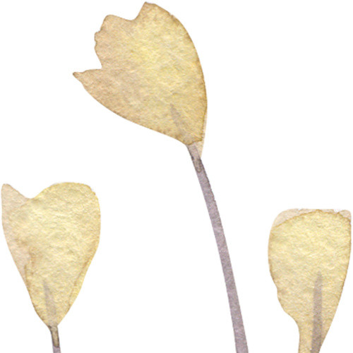 小黄花矢量素材