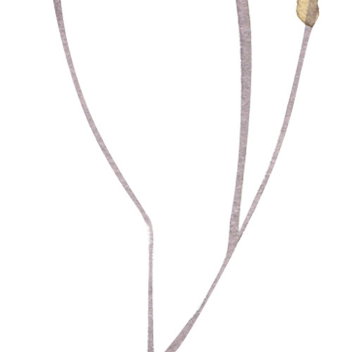 小黄花矢量素材