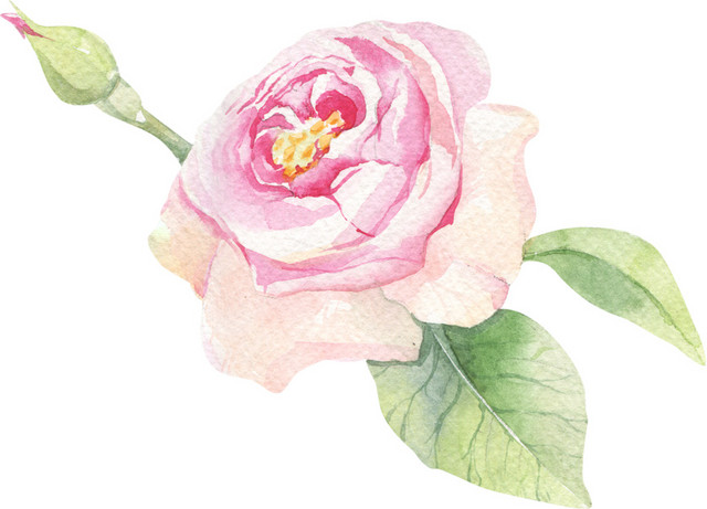 粉色玫瑰花素材