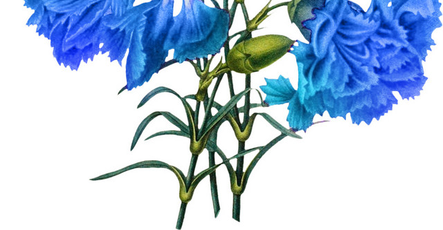 蓝色花手绘素材