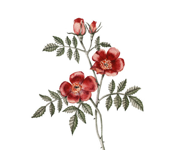 红色的花矢量元素