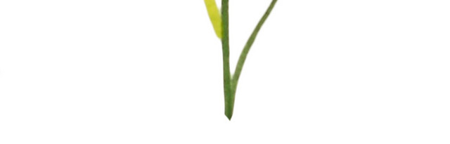 彩色手绘花卉免抠素材