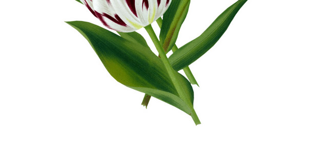 彩色手绘花卉免抠素材