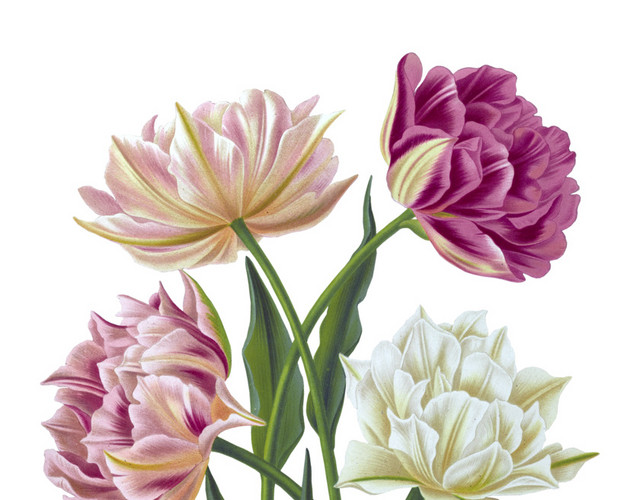 彩色手绘花卉免抠素材