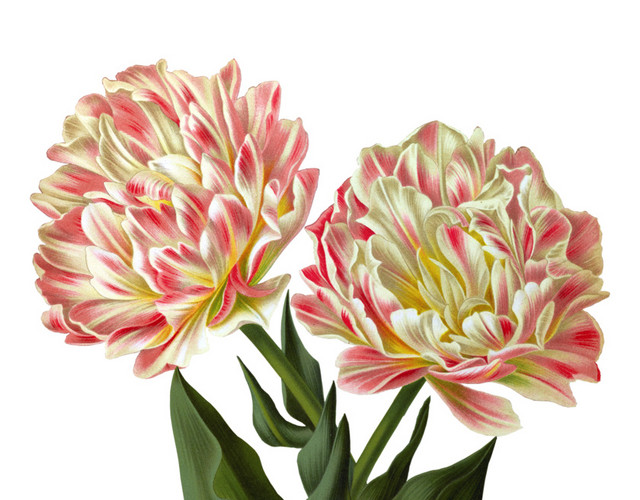彩色手绘花卉免抠素材