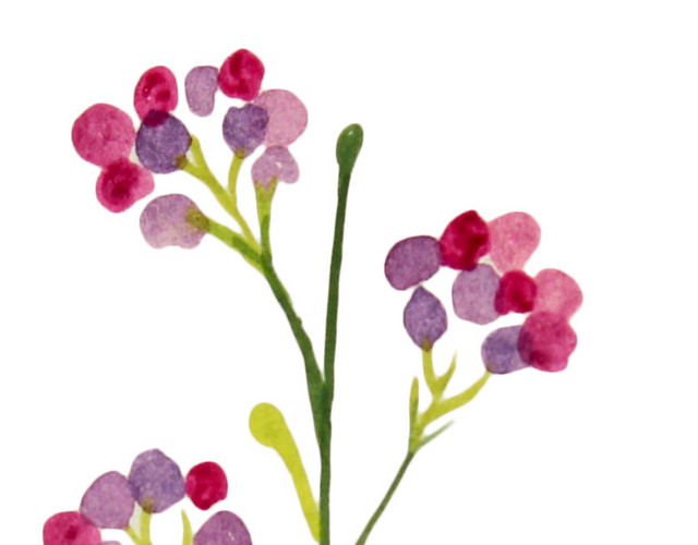 彩色手绘花卉免抠素材