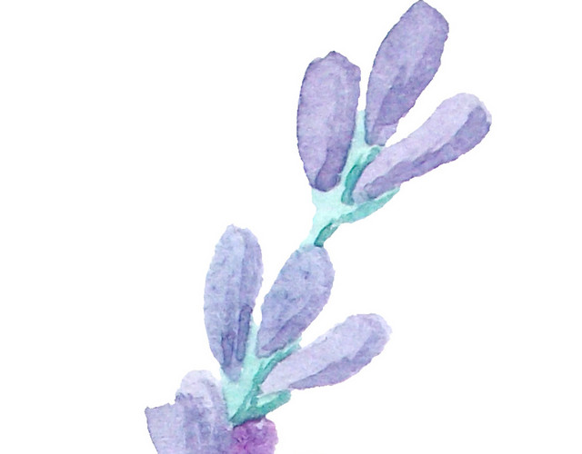 薰衣草手绘