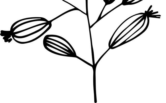 创意手绘植物