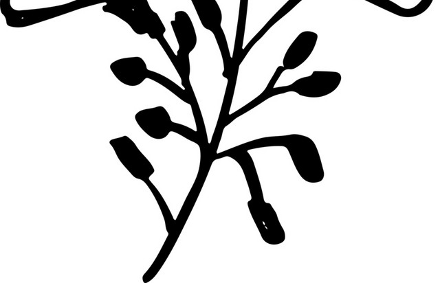 创意手绘植物