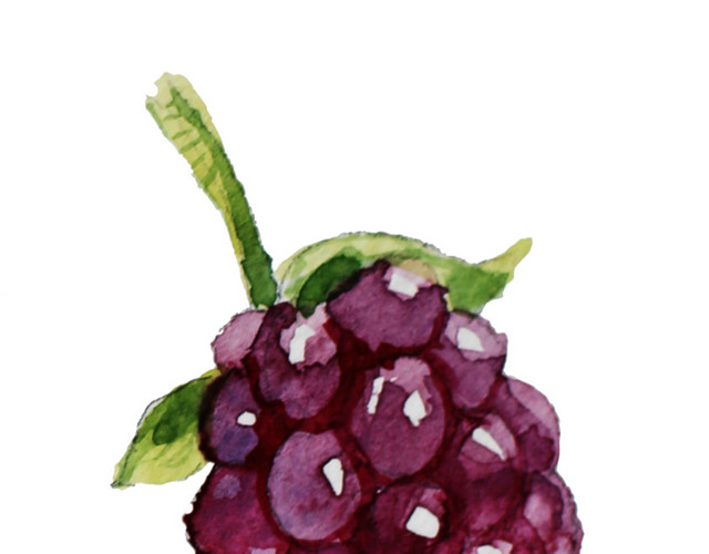 彩色葡萄插画素材