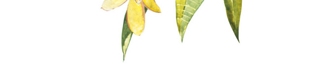 黄色花束花叶素材