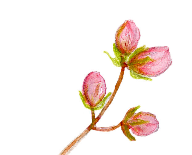 粉色花枝彩绘矢量素材
