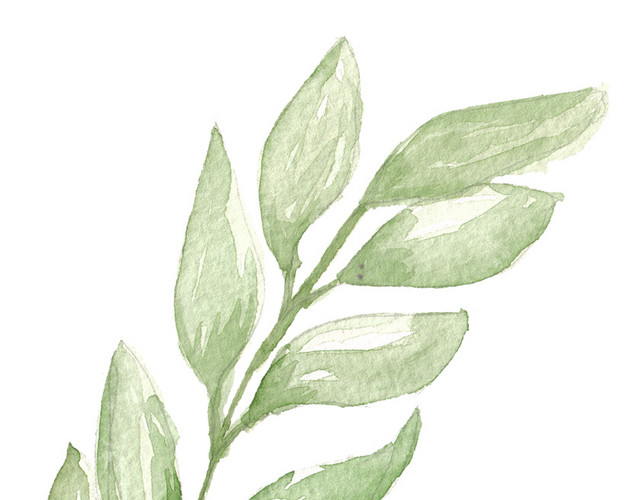 手绘植物绿色叶子PNG素材